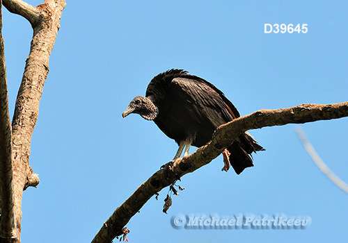 American Black Vulture (Coragyps atratus)